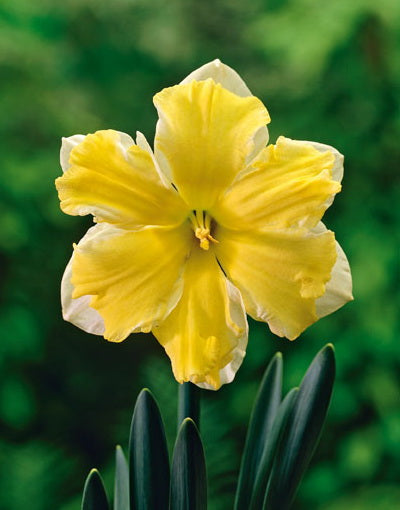 Narcissus Cassata 10 per package - Flowerbulbsrus.com