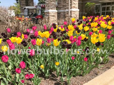 Tulip Queen of Night 20 per package - Flowerbulbsrus.com