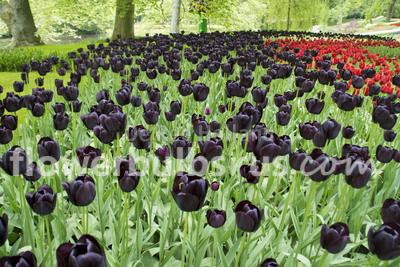 Tulip Queen of Night 20 per package - Flowerbulbsrus.com