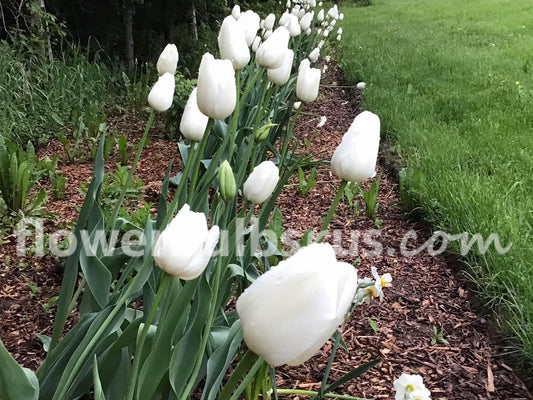 Tulip Maureen 20 per package - Flowerbulbsrus.com