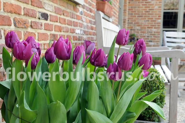 Tulip Purple Prince 20 per package - Flowerbulbsrus.com