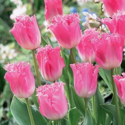 Tulip Fancy Frills 20 per package - Flowerbulbsrus.com