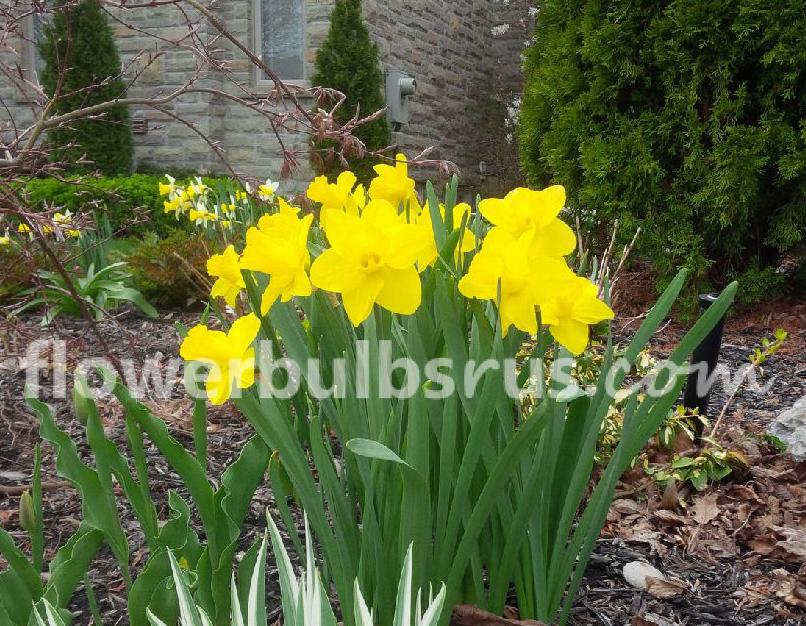 Narcissus Dutch Master-10 bulbs package - Flowerbulbsrus.com