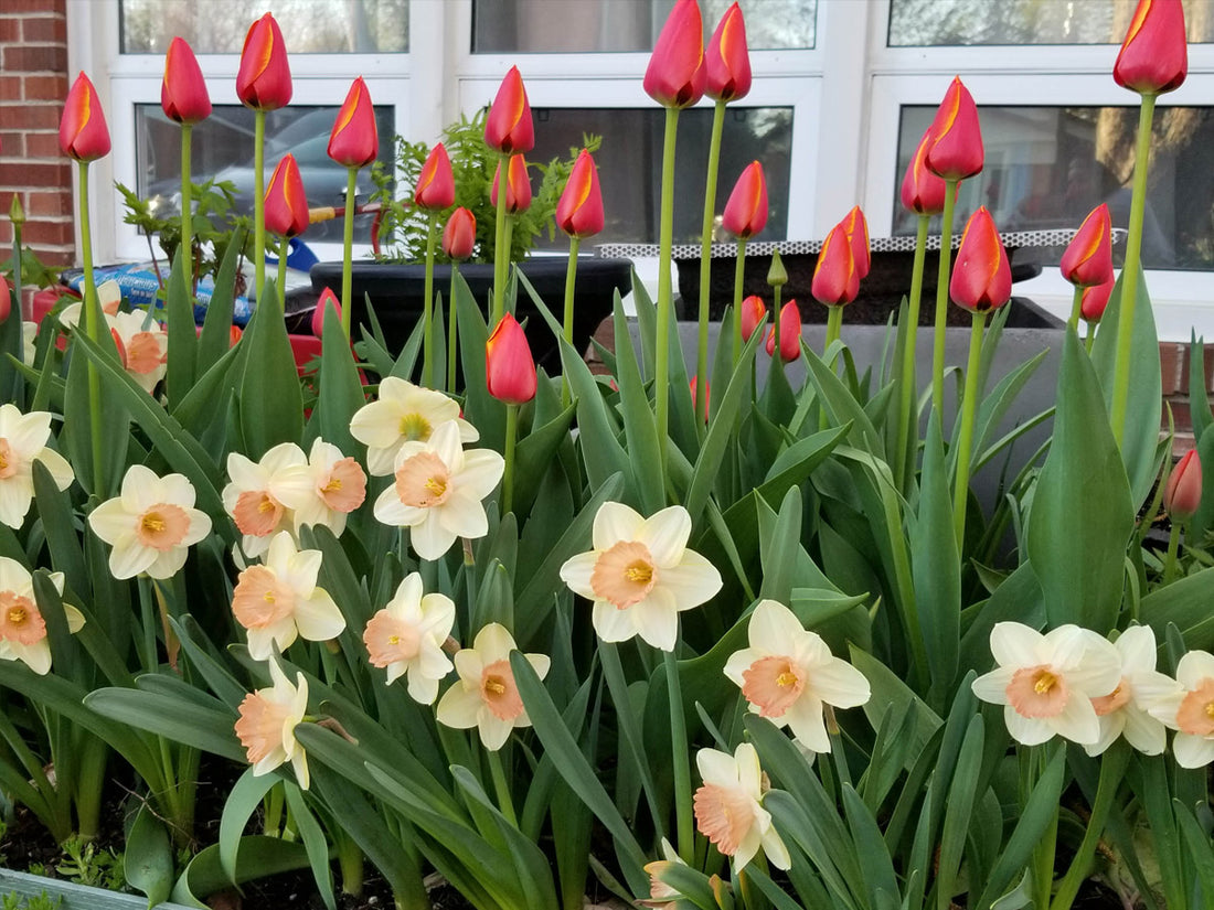 Tulips & Daffodils - A very happy flowerbulbsrus customer!