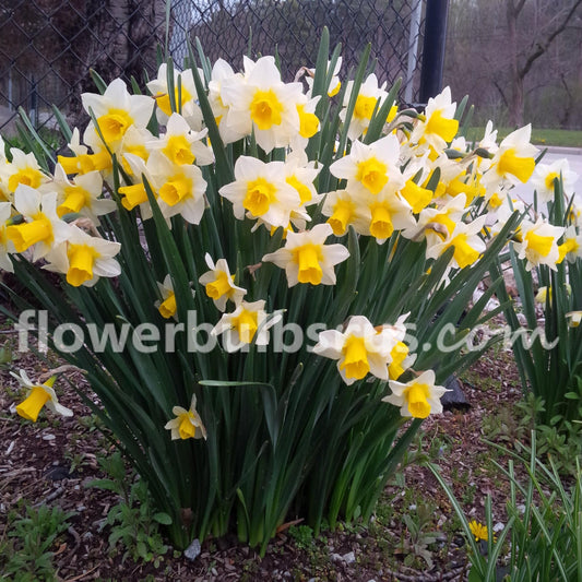 Narcissus Golden Echo - A favourite in the garden