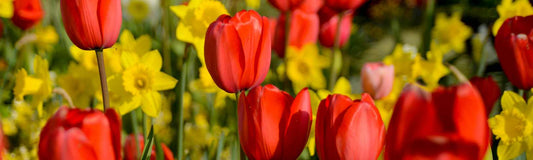 How to Plant Flower Bulbs