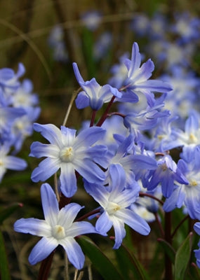 Chionodoxa (Glory of the Snow)