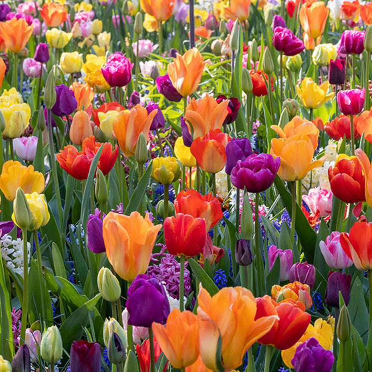 Great Value, Top-quality, Top-size, Dutch Flower Bulbs – Flowerbulbsrus.com