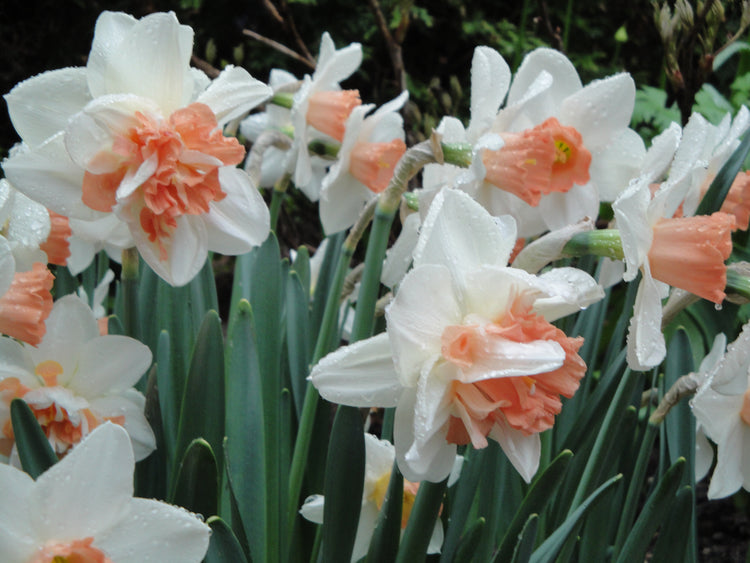 Double Narcissus