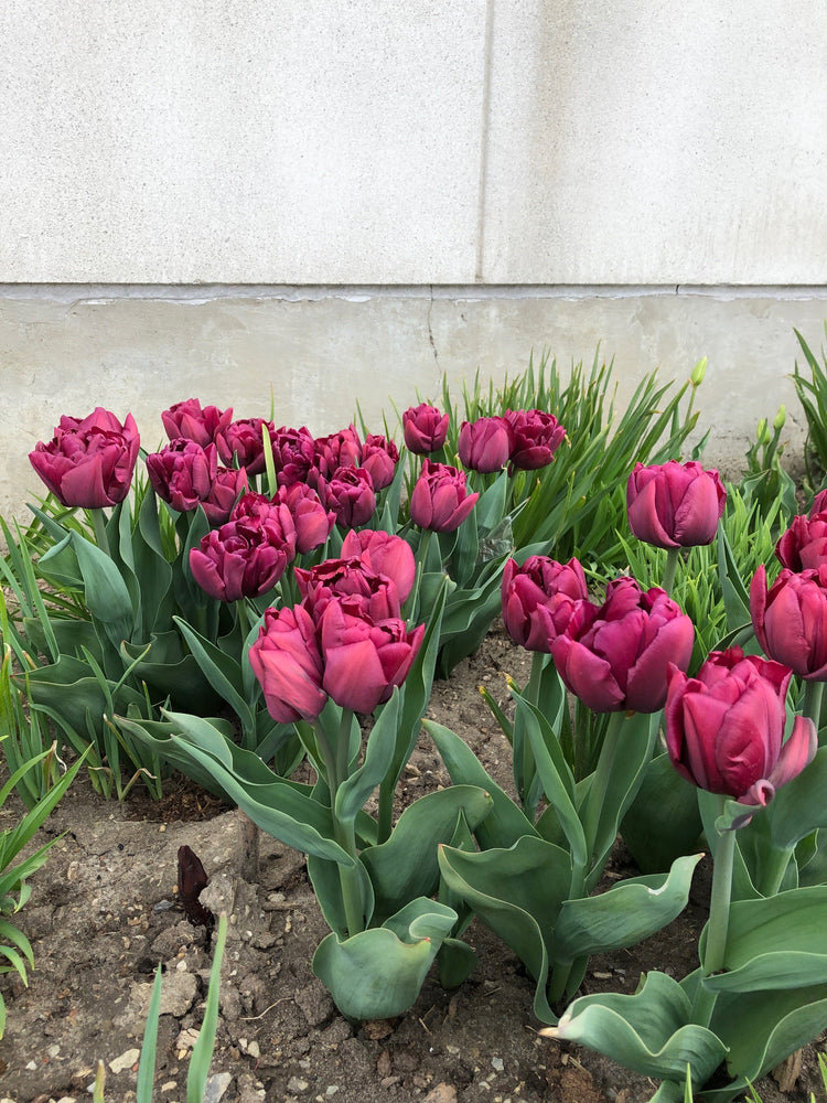 Double Early Tulips