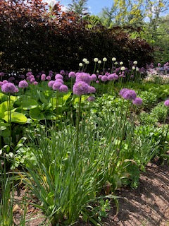 Allium