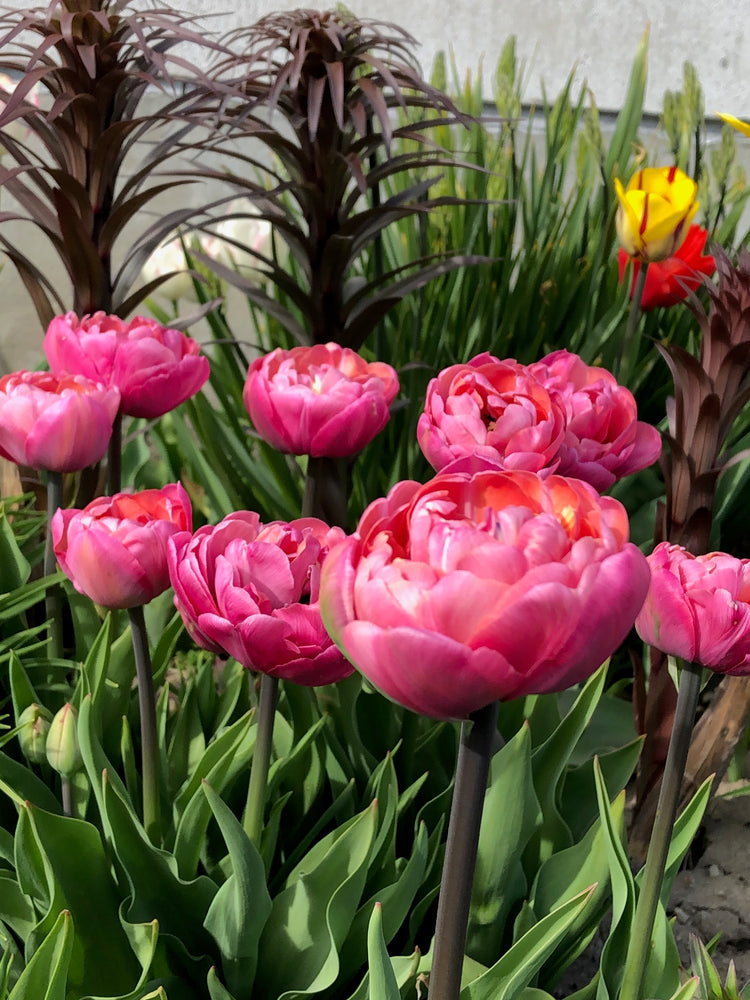 Double Late Tulips