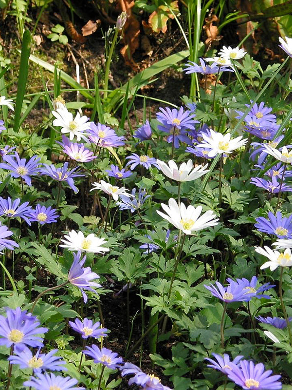 Anemone