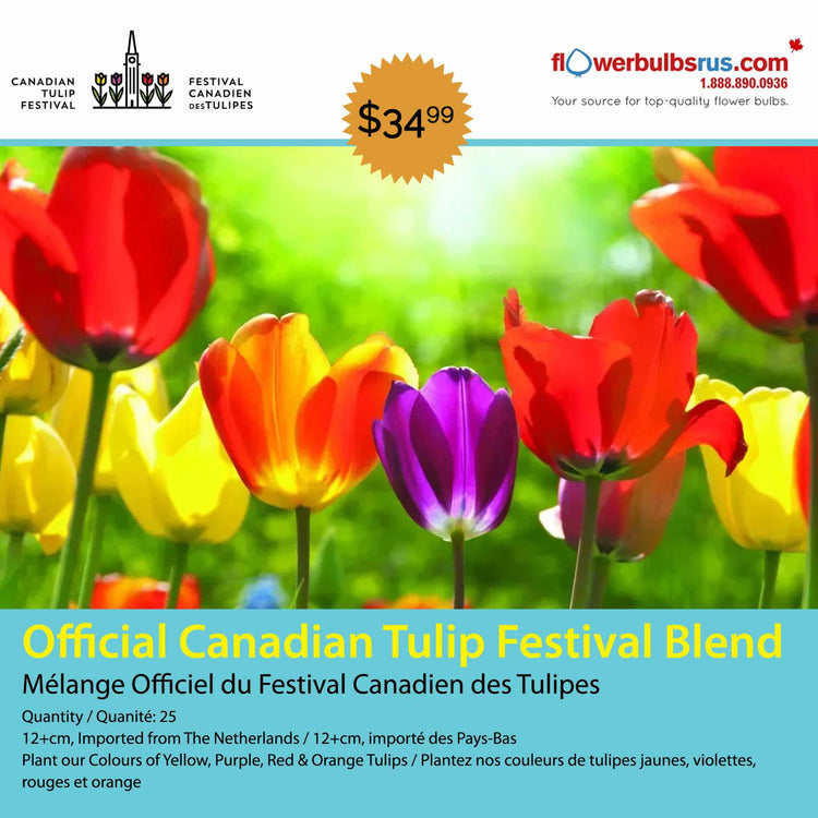 Canadian Tulip Festival