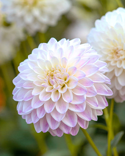 BORDER DAHLIAS