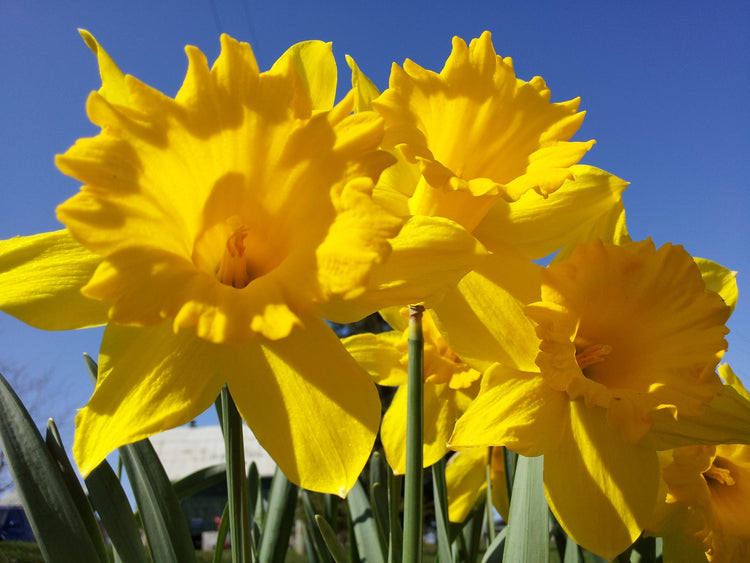 Large Cup Narcissus