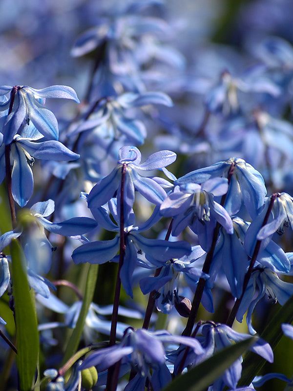 Scilla
