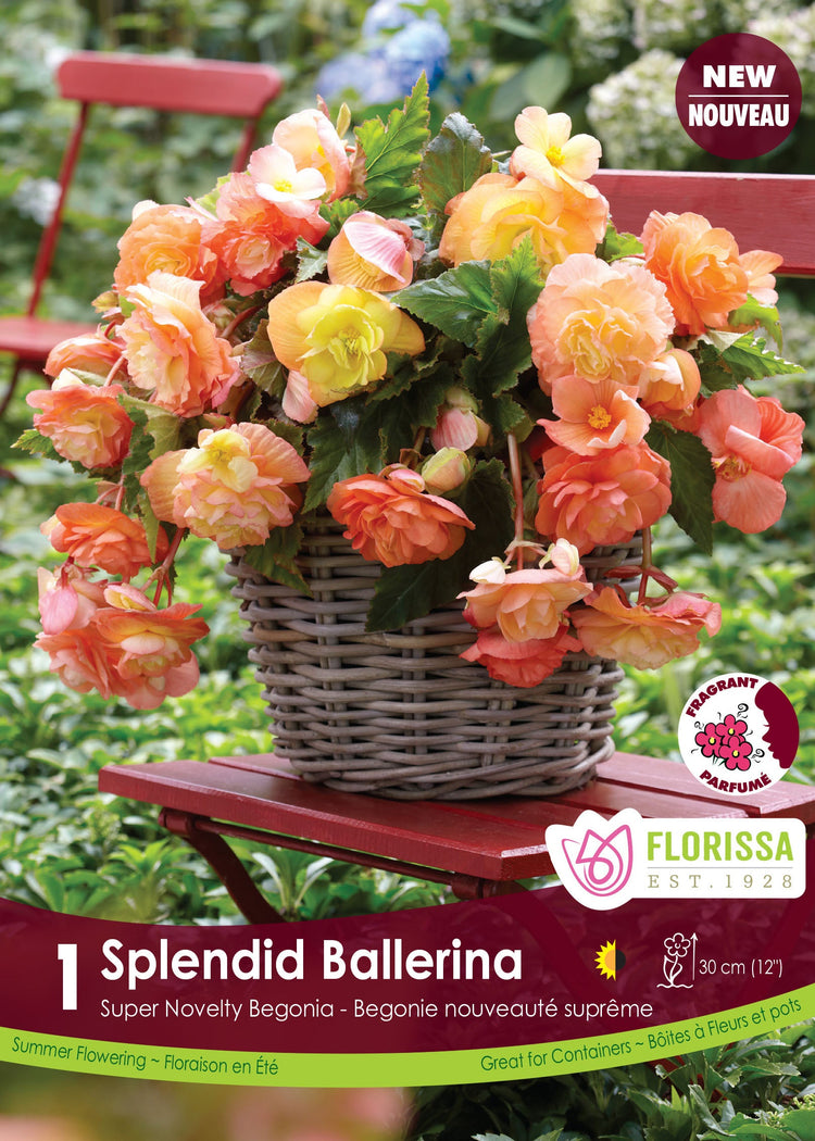 Begonia - Hanging, Novelty & Fimbriata Varieties