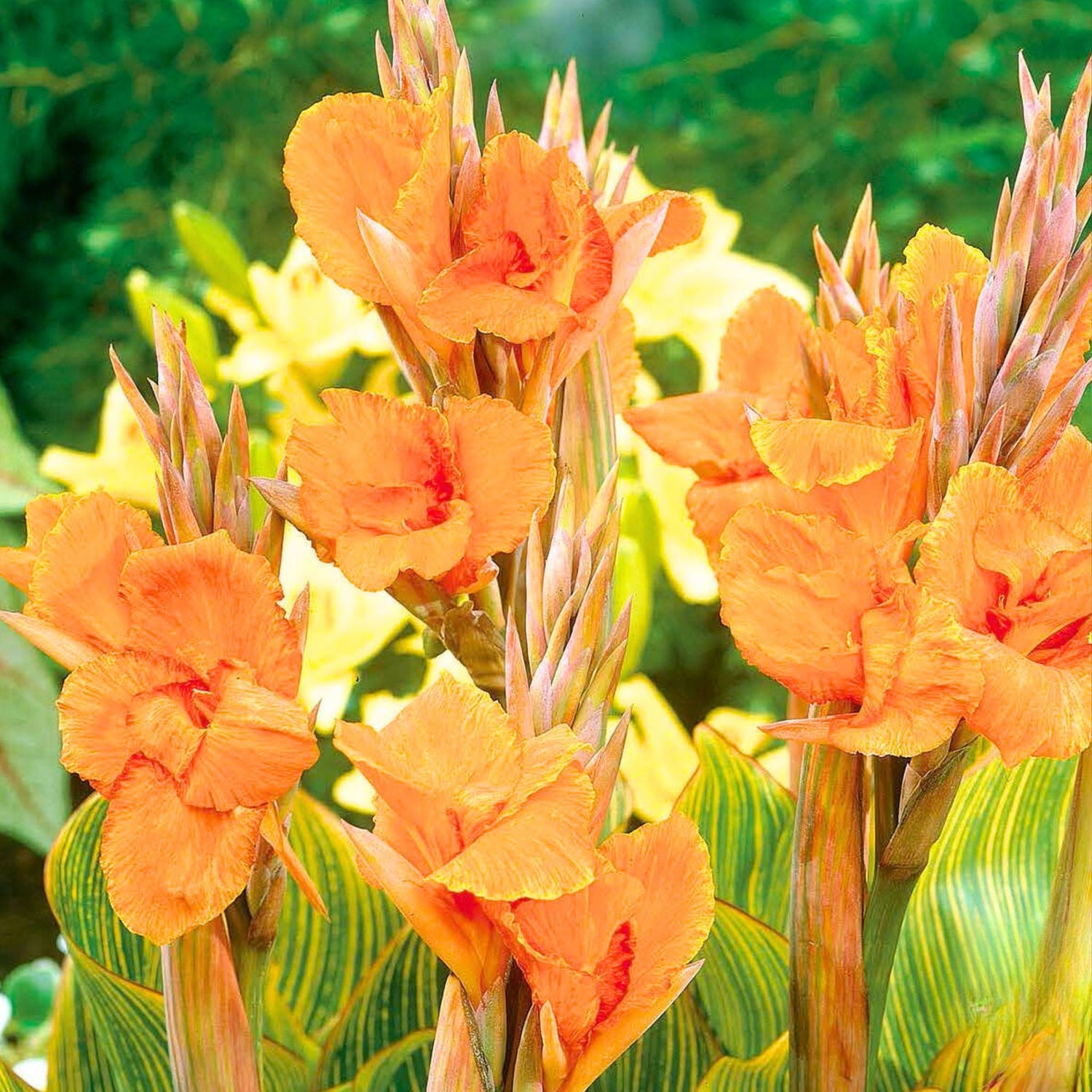 Canna Lilies