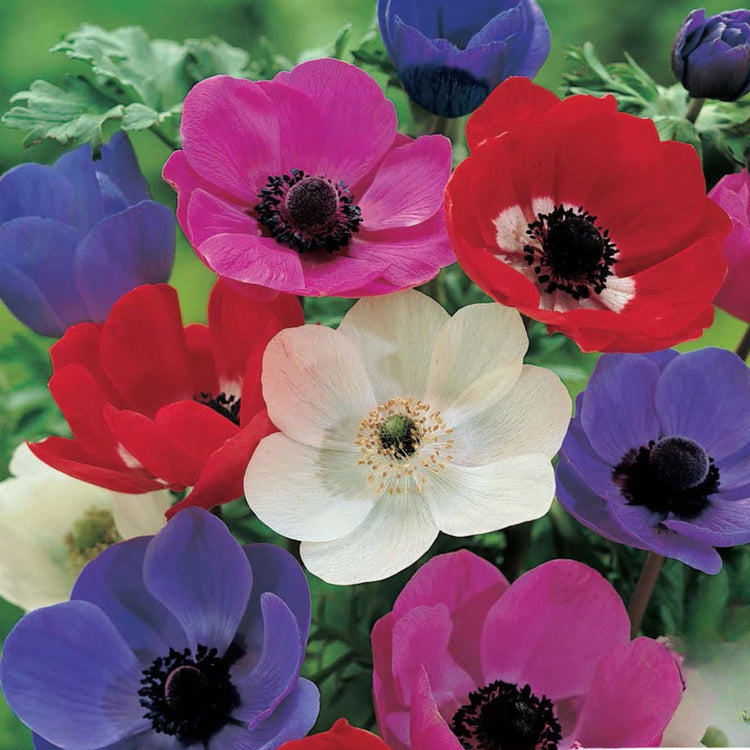 Miscellaneous Spring Planting Bulbs