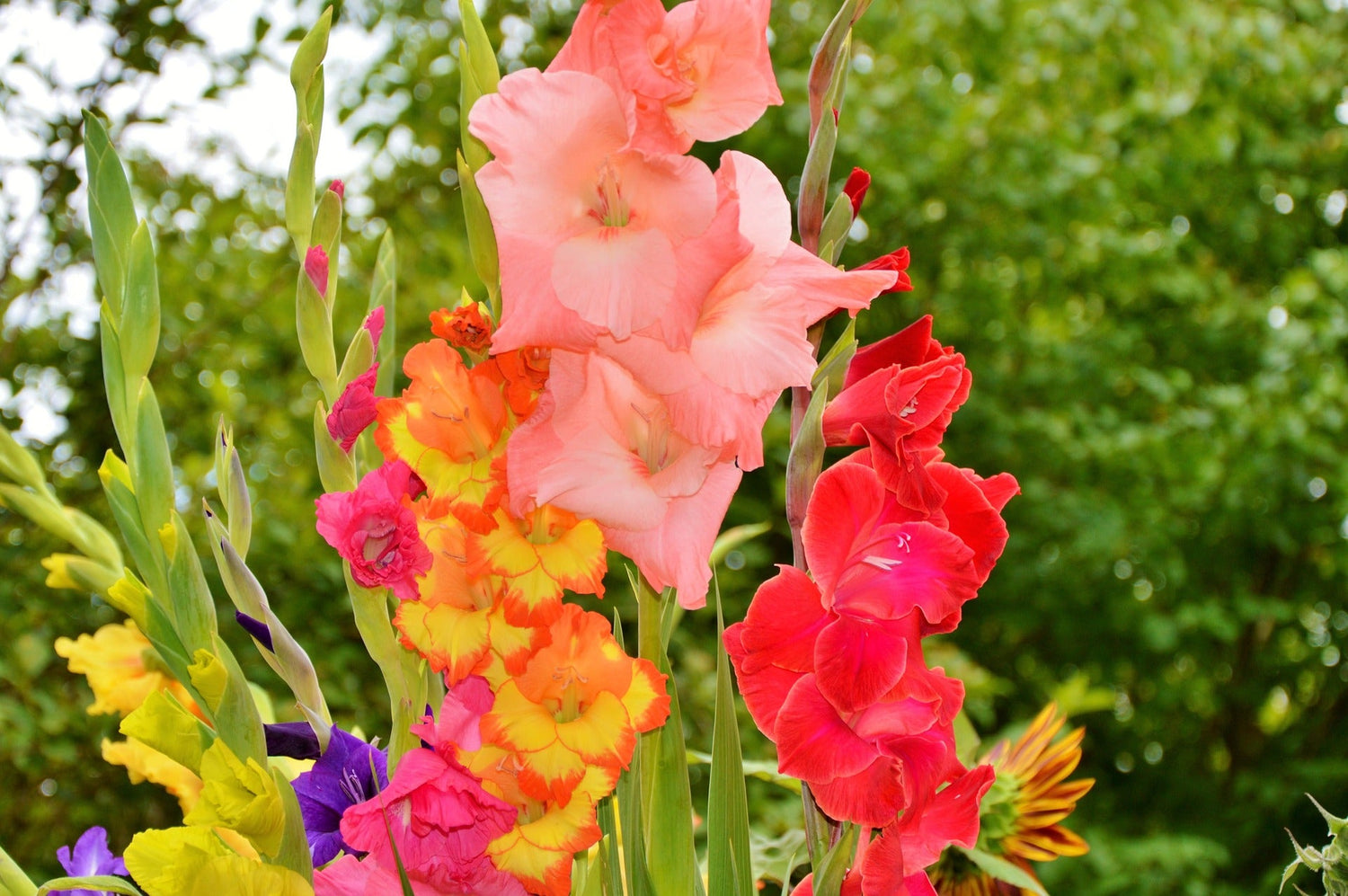 GLADIOLUS