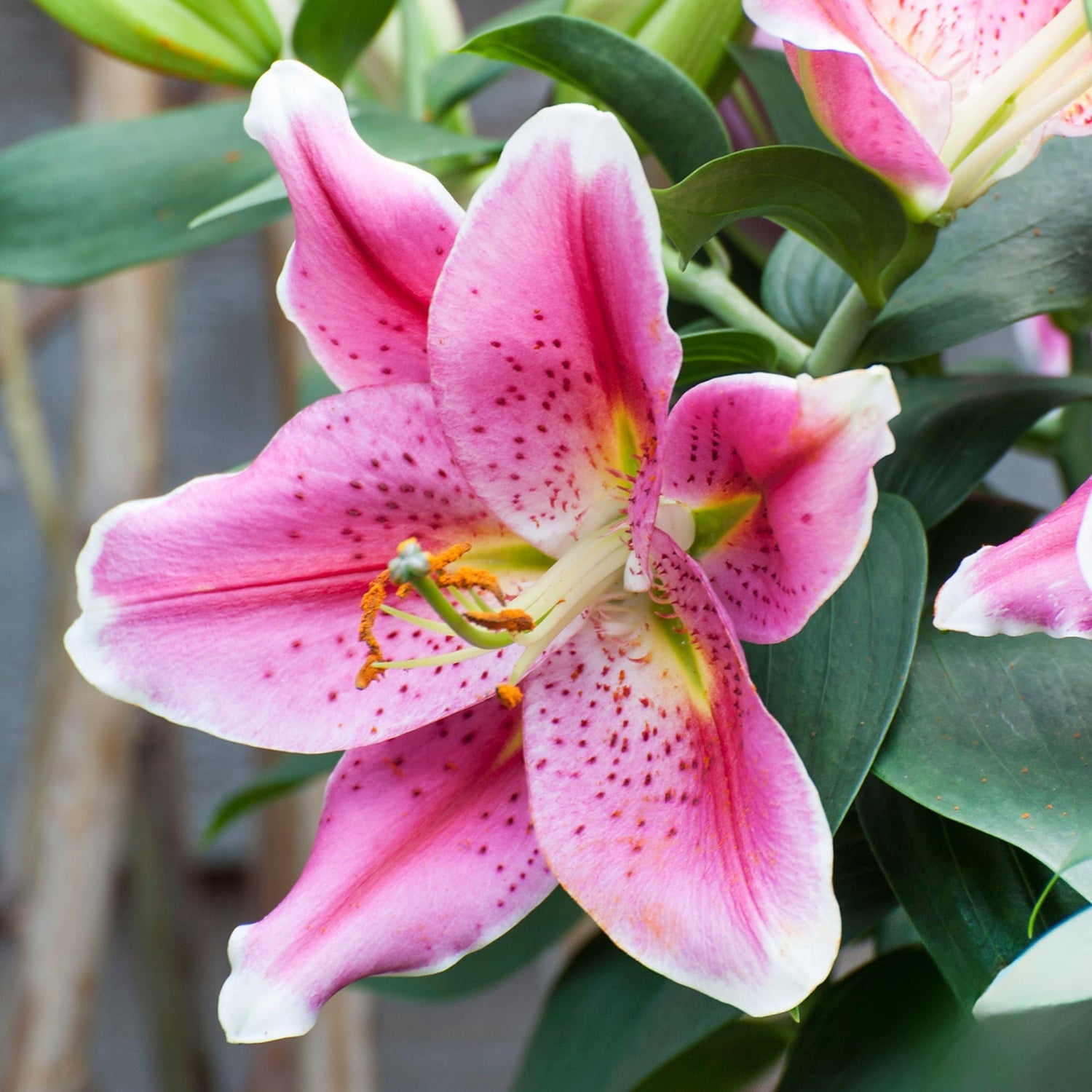 Lilies