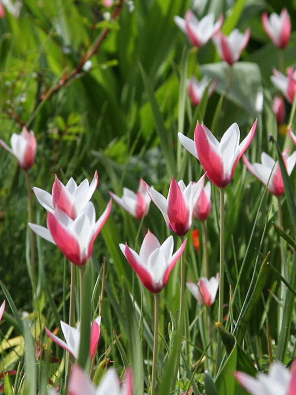 Species Tulips