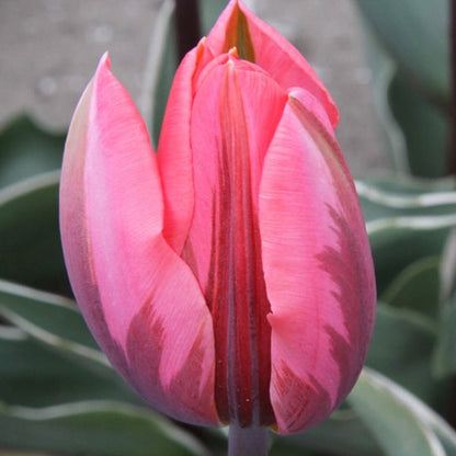 Tulip Pretty Princess  20 per package - Flowerbulbsrus.com