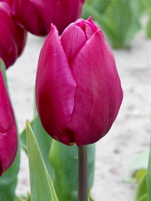 Tulip Purple Prince 20 per package