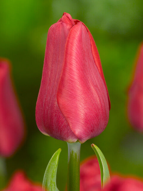 Tulip Ruby Prince 20 per package