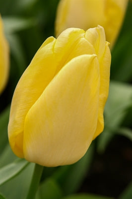 Tulip Sunny Prince 20 per package