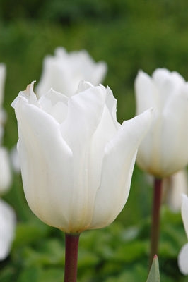 Tulip White Marvel  20 per package - Flowerbulbsrus.com