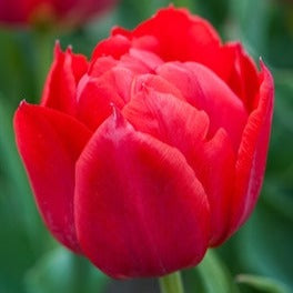 tulip, flower bulbs