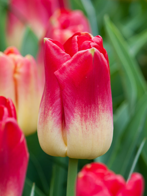 Tulip Match  20 per package - Flowerbulbsrus.com