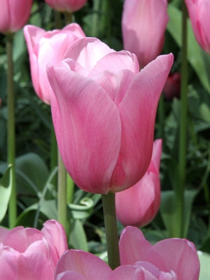 Tulip Mistress  20 per package - Flowerbulbsrus.com