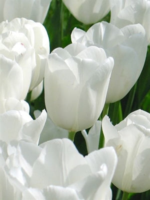 Tulip White Proud  20 per package - Flowerbulbsrus.com