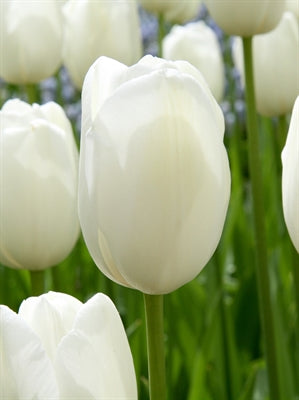 Tulip Maureen  20 per package