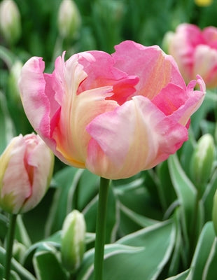 Tulip Silver Parrot  20 per package