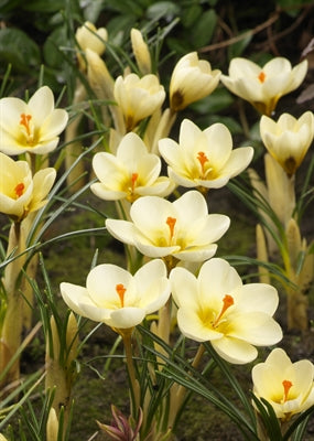 Crocus chrys. Cream Beauty (species) 50 per package