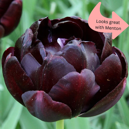 Tulip Black Hero 20 per package