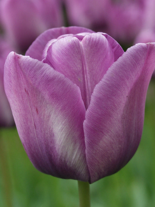 Tulips, flower bulbs