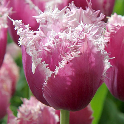 tulips, flower bulbs