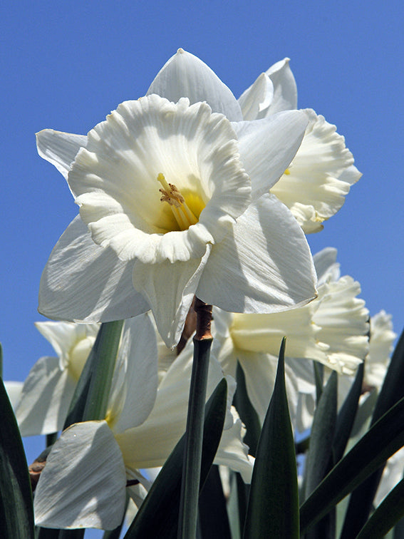 Narcissus Pure White (Mount Hood) — 10 bulbs - Flowerbulbsrus.com