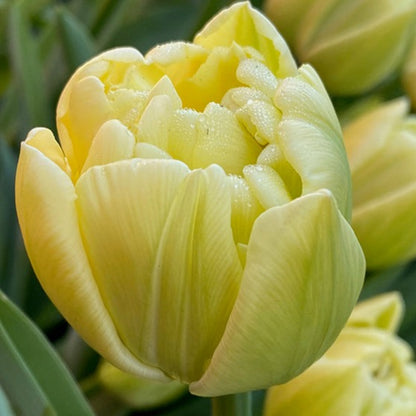 tulips, flower bulbs