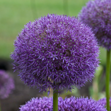 Allium Pinball Wizard - Flowerbulbsrus.com