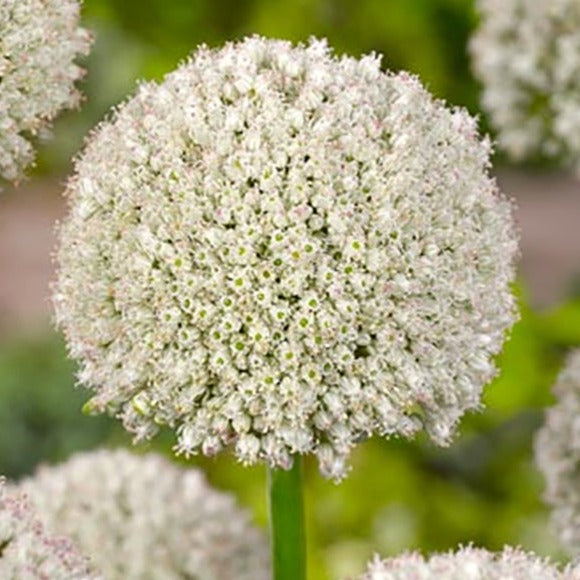 allium, flower bulbs