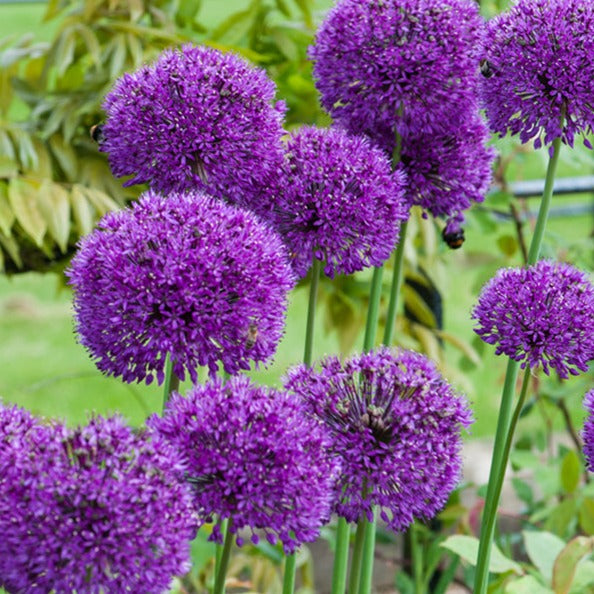 allium, flower bulbs