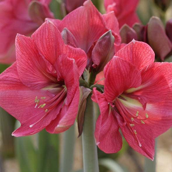 amaryllis, flower bulbs