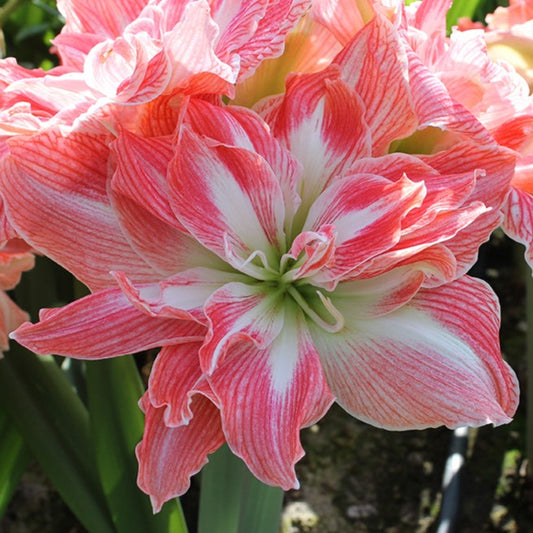 Amaryllis, flower bulbs