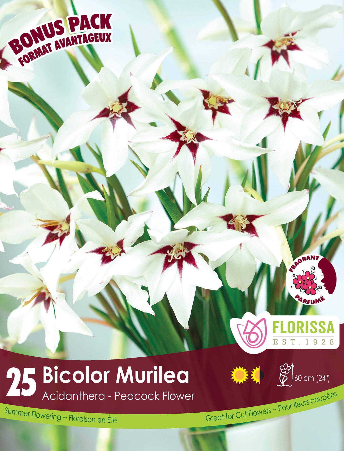 Acidanthera  Bonus Mix 25 per Pkg